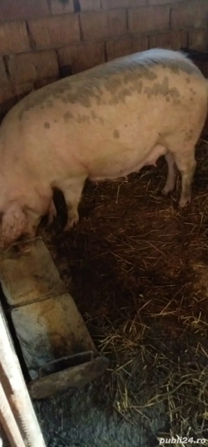 Scrofita la prima fatare de vanzare  - imagine 2