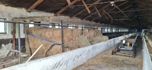 Vând 200 baloți fân