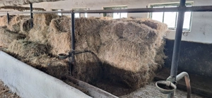 Vând 200 baloți fân - imagine 3