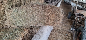 Vând 200 baloți fân - imagine 4