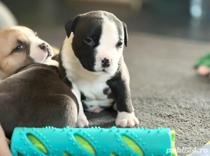 Mascul American Bully Pocket - imagine 3