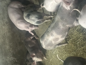 Vând purcei  - imagine 4