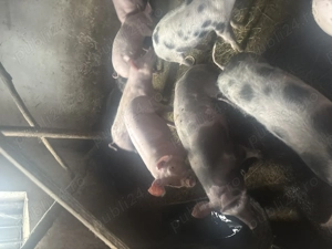 Vând purcei  - imagine 3