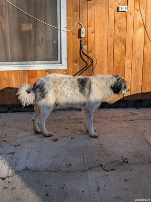 Ciobanesc de Mioritic Bucovina - imagine 2