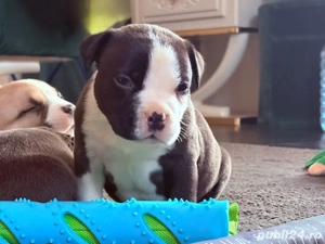 Mascul American Bully Pocket