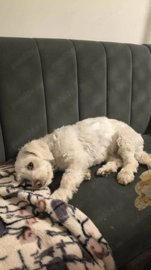 Vând bichon 400lei