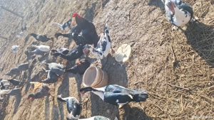 Vand rațe  - imagine 2