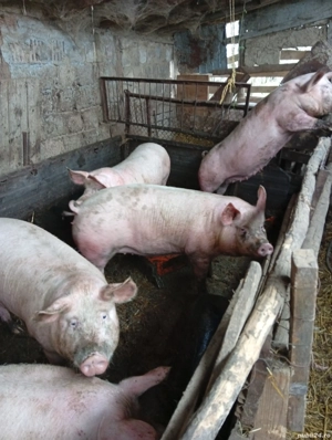 porci de vanzare - imagine 3