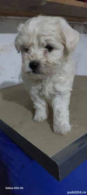 vând cățeii bichon în vârstă de 2 luni  7 fete si 3 băieții 