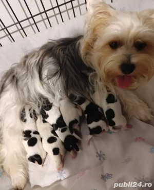 Asigur transport !!! Pui Yorkshire Terrier Biewer mascul cu Pedigree !!! - imagine 3