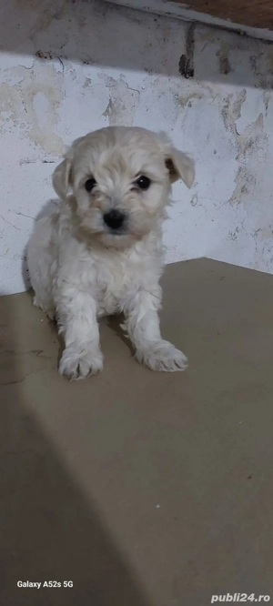 vând cățeii bichon în vârstă de 2 luni  7 fete si 3 băieții  - imagine 4