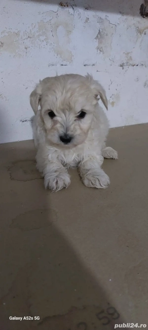 vând cățeii bichon în vârstă de 2 luni  7 fete si 3 băieții  - imagine 2