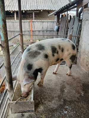 Vând porc de Crăciun  - imagine 2