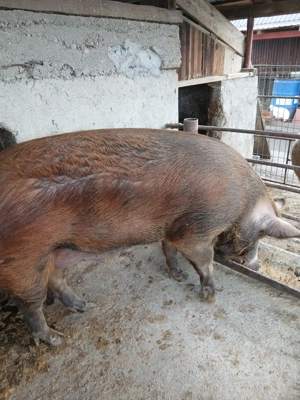 Vând porc de Crăciun 