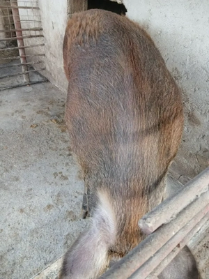 Vând porc de Crăciun  - imagine 3