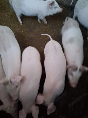 Vind purcei - imagine 2