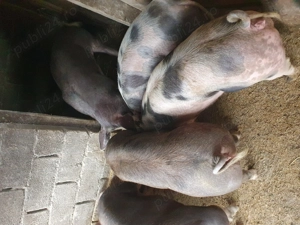 Vand porci. - imagine 3