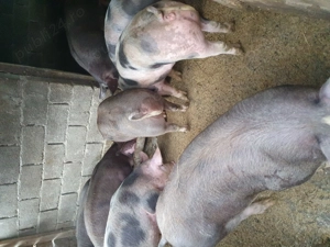 Vand porci. - imagine 2