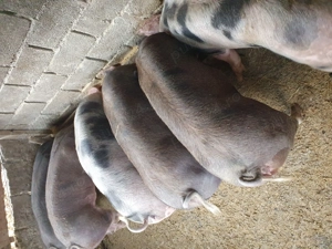 Vand porci. - imagine 4