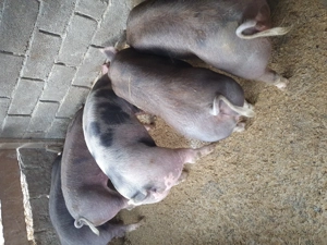 Vand porci. - imagine 5