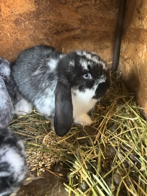 Pui de iepure berbec german 