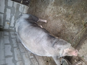 Porc de tara rasa pietran ,16 lei kg  - imagine 2