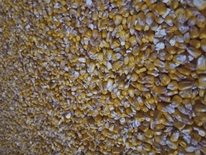 Porumb, grau, secara