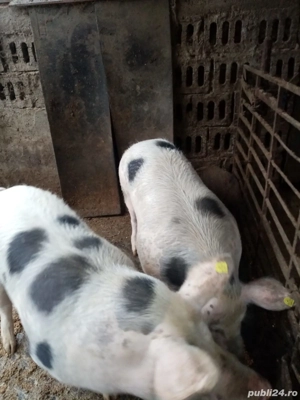 Porci de vanzare  - imagine 2