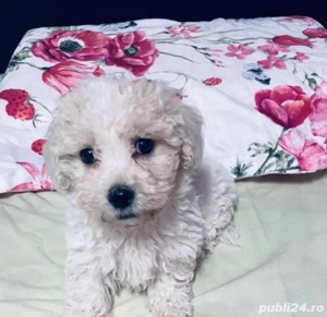 Vand bishon talie mica 2 luni baietel vaccinat si deparazitat 