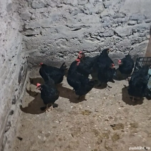 Gaini Marans  - imagine 3