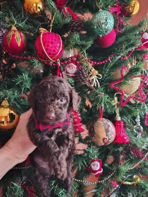 Caniche pudel toy ciocolatiu cu certificat pedigree