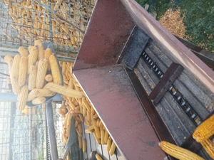 Vând porumb boabe  - imagine 4