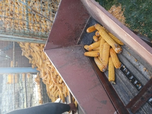 Vând porumb boabe  - imagine 2