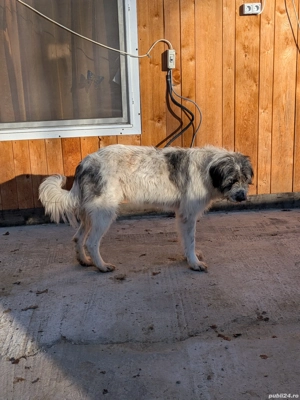 ciobanesc bucovina si mioritic mix - imagine 5