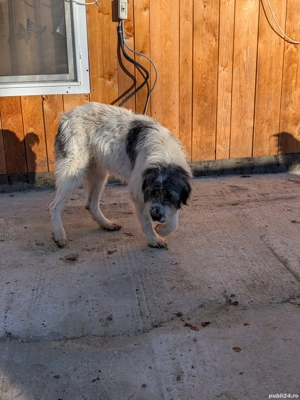 ciobanesc bucovina si mioritic mix - imagine 6