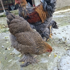 Gaini Brahma tineret - imagine 2