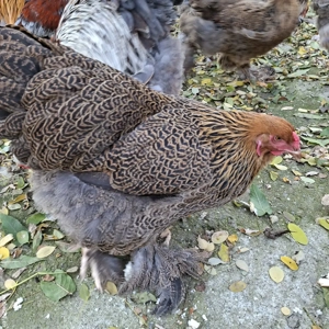 Gaini Brahma tineret - imagine 3