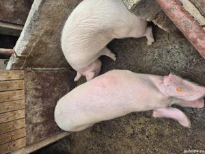 vand porci grasi - imagine 3