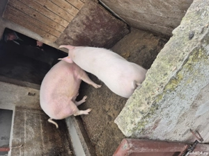 vand porci grasi - imagine 2