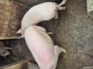 vand porci grasi - imagine 4