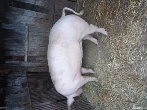 Vand purcica 130-140kg - imagine 2