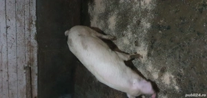 Vier, marele alb - imagine 2