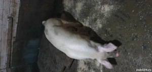 Vier, marele alb - imagine 3