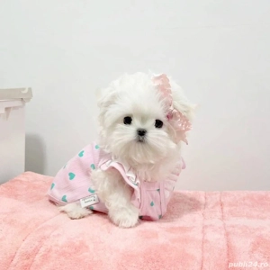 bichon maltez mini toy  - imagine 3