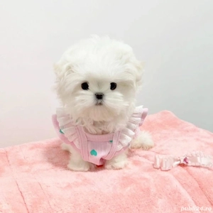 bichon maltez mini toy  - imagine 4