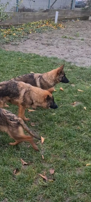 Puii ciobanesc german - imagine 2