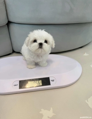 bichon maltez mini toy  - imagine 5