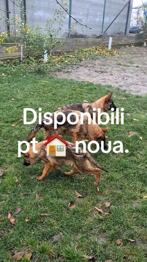 Puii ciobanesc german