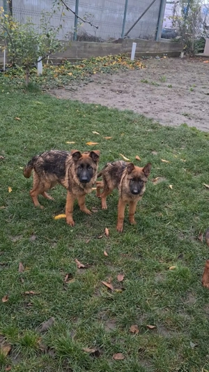 Puii ciobanesc german - imagine 3