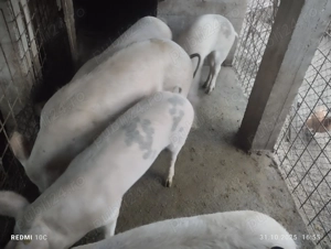 Schimb porc cu vițel 